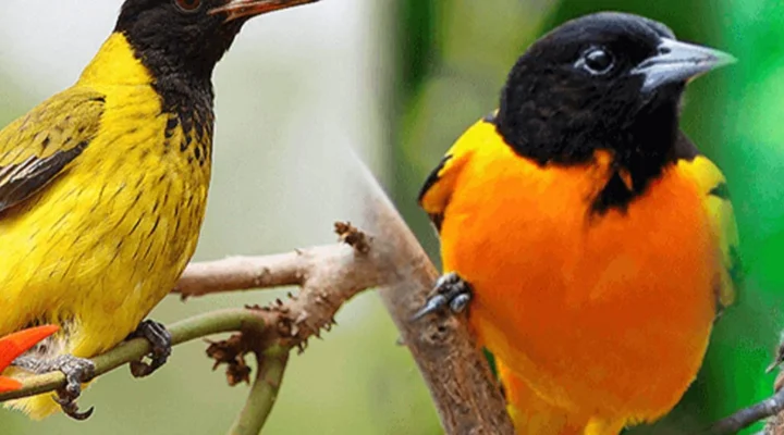 Which Uganda Parks Are Best for Birdwatching Safaris?