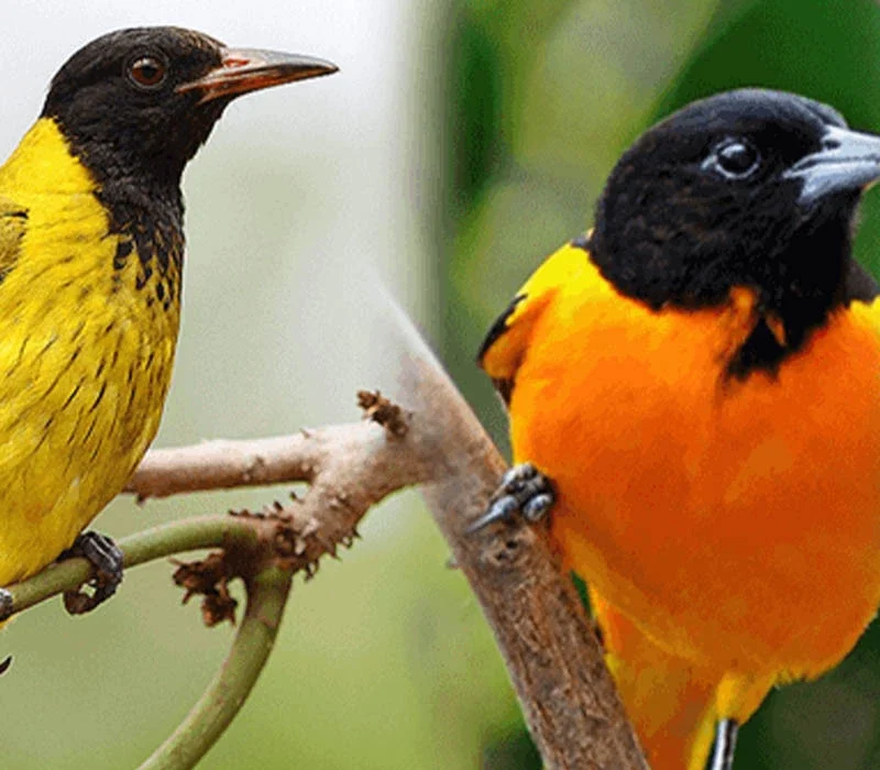 Which Uganda Parks Are Best for Birdwatching Safaris?