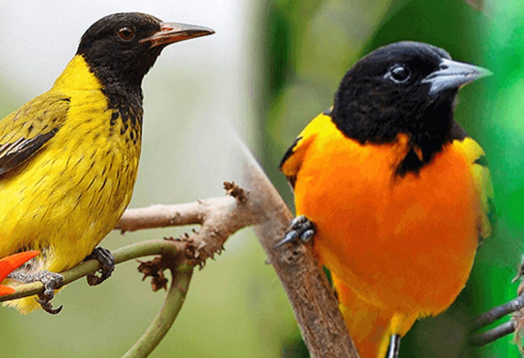 Which Uganda Parks Are Best for Birdwatching Safaris?
