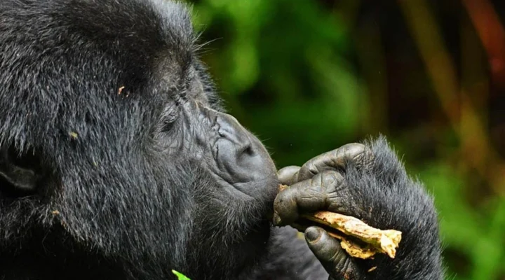 What to Expect on a Gorilla Habituation Tour in Bwindi Impenetrable National Park