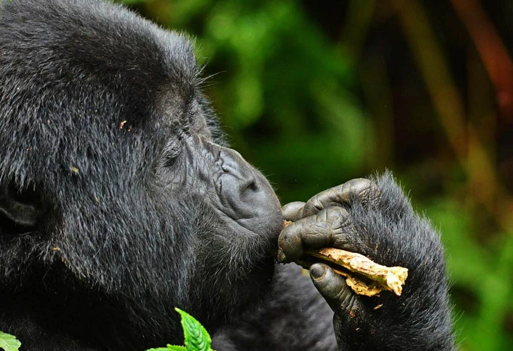 What to Expect on a Gorilla Habituation Tour in Bwindi Impenetrable National Park