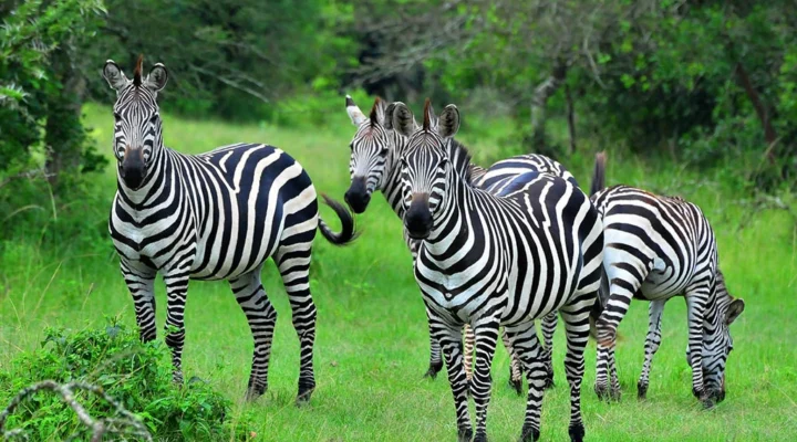 Why Lake Mburo Is Perfect for Short Safaris
