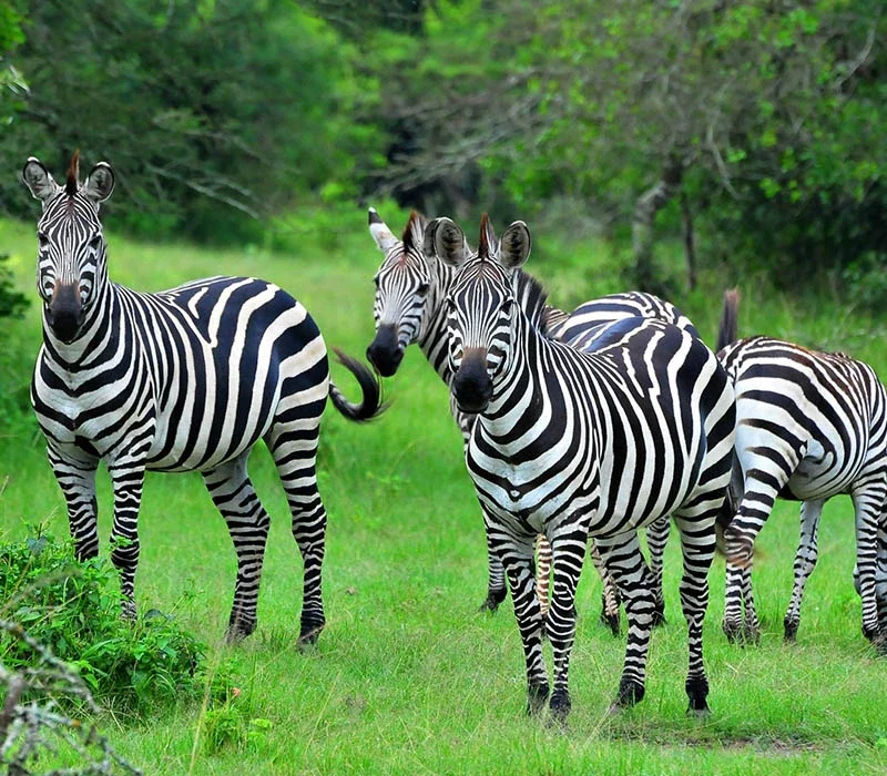 Why Lake Mburo Is Perfect for Short Safaris