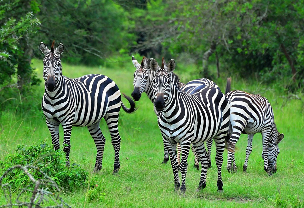 Why Lake Mburo Is Perfect for Short Safaris