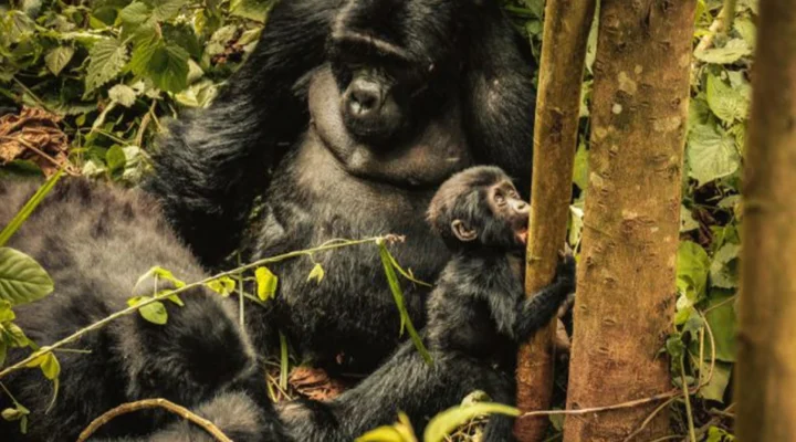 The Ultimate Gorilla Safari in Bwindi Impenetrable Forest
