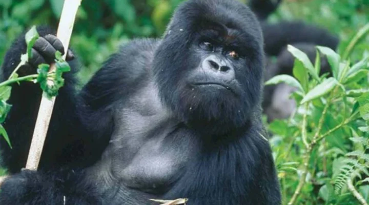 7 Days Uganda–Rwanda Gorilla Trekking Safari