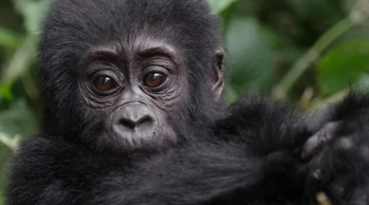 9-Day Uganda Gorilla Trekking Safari.