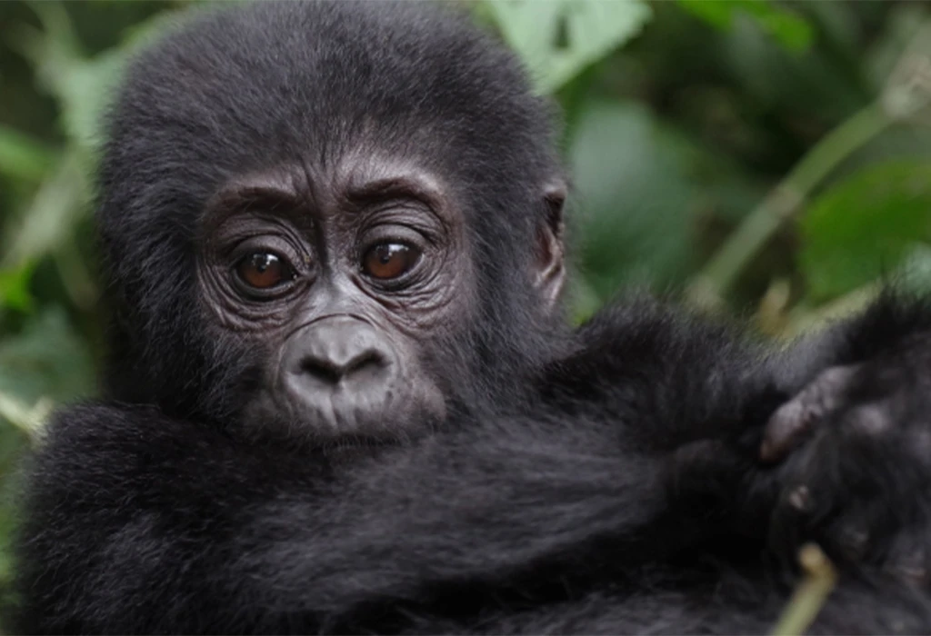 9-Day Uganda Gorilla Trekking Safari.