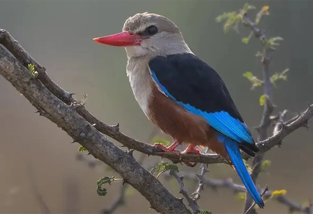 A Paradise for Bird Lovers