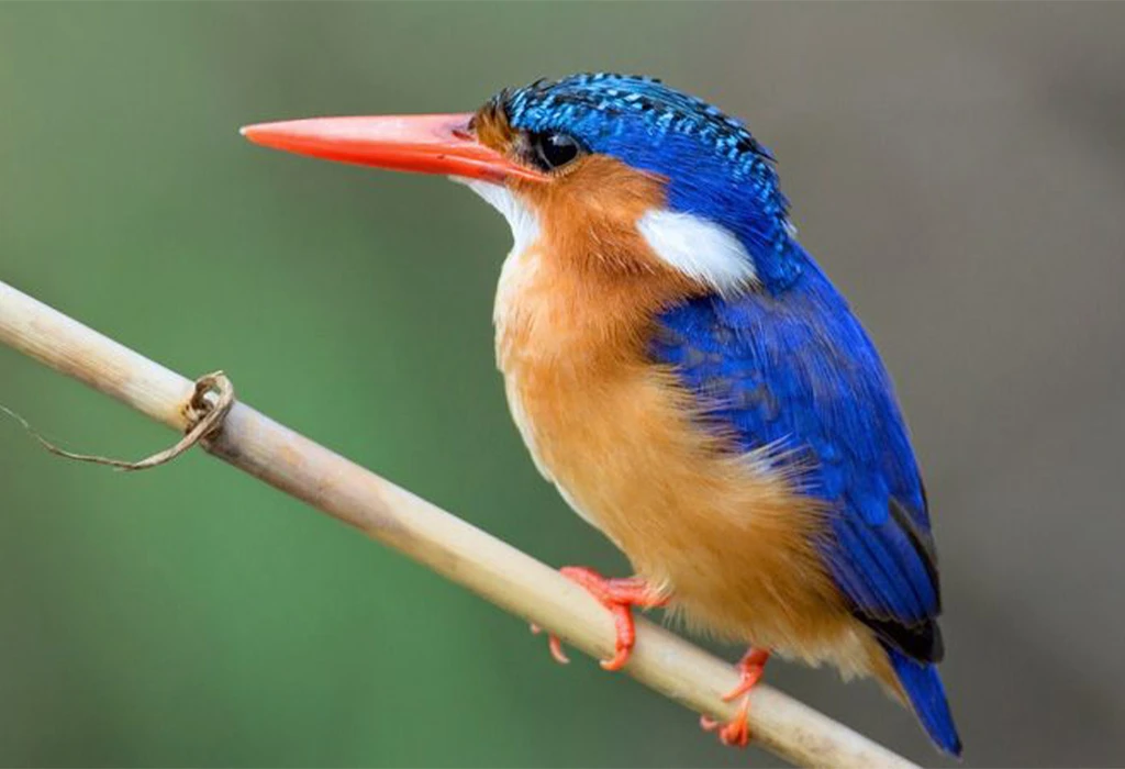 A Paradise for Bird Watchers