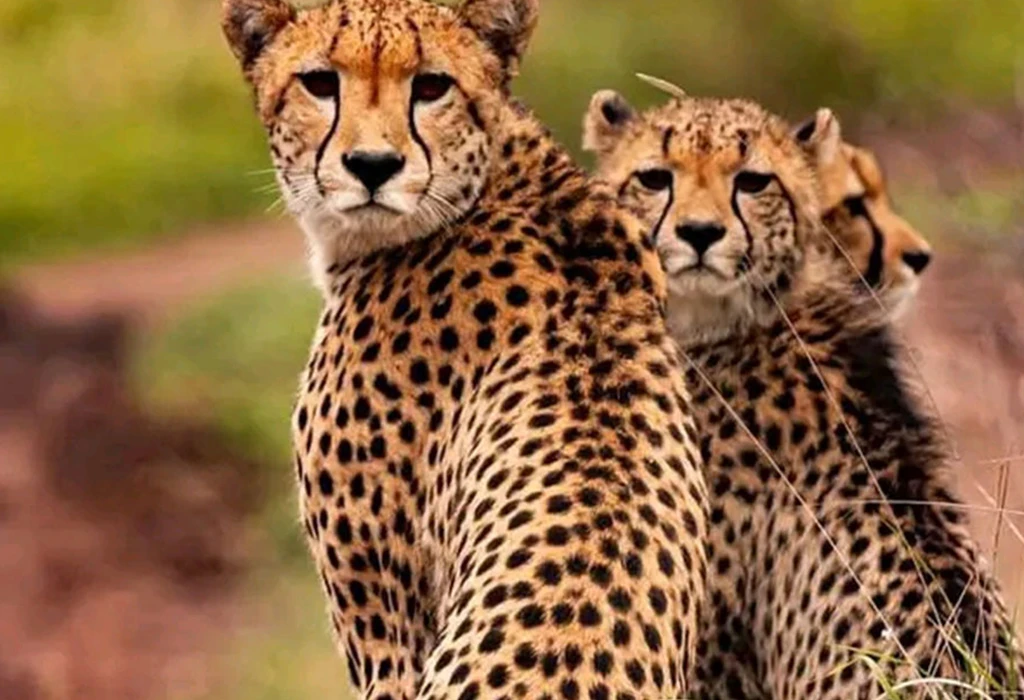 The Narus Valley: Best Place to Spot Cheetahs