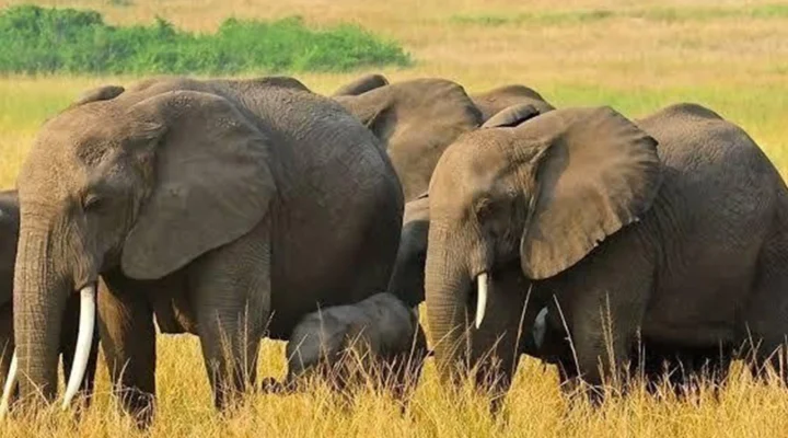 Which Park Has the Highest Big Five Encounter Rate in Uganda?