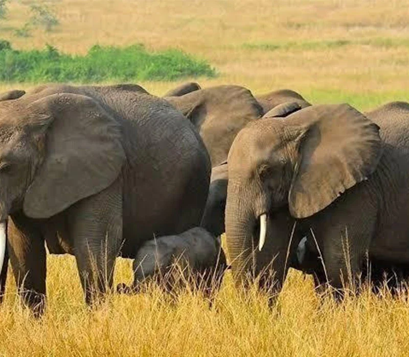 Which Park Has the Highest Big Five Encounter Rate in Uganda?