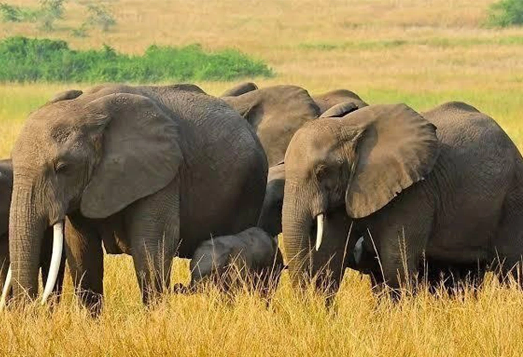 Which Park Has the Highest Big Five Encounter Rate in Uganda?