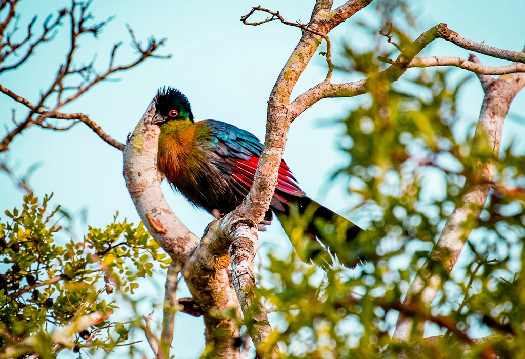 Birdwatching and Wildlife Encounters