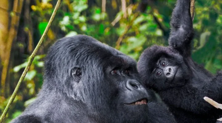 Bwindi Mid-Range Uganda Safari