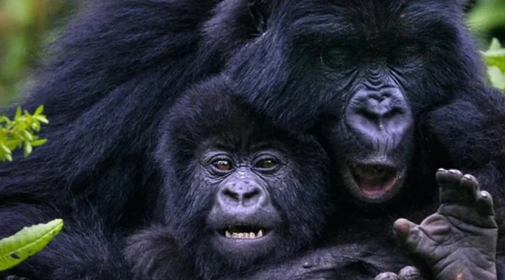  Compare Bwindi and Mgahinga gorilla trekking experiences