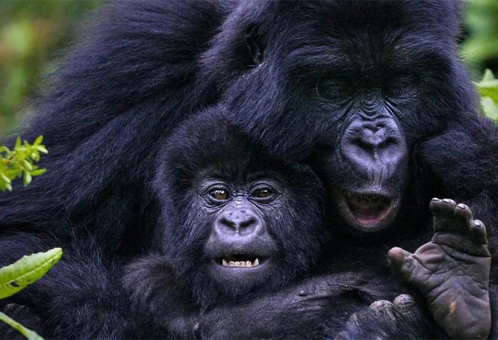  Compare Bwindi and Mgahinga gorilla trekking experiences