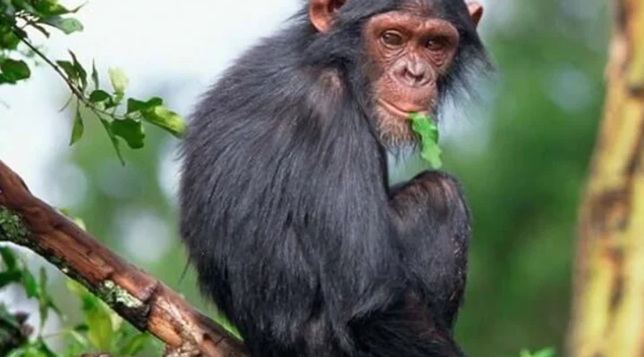 Can You See Chimpanzees Year-Round in Rwanda?