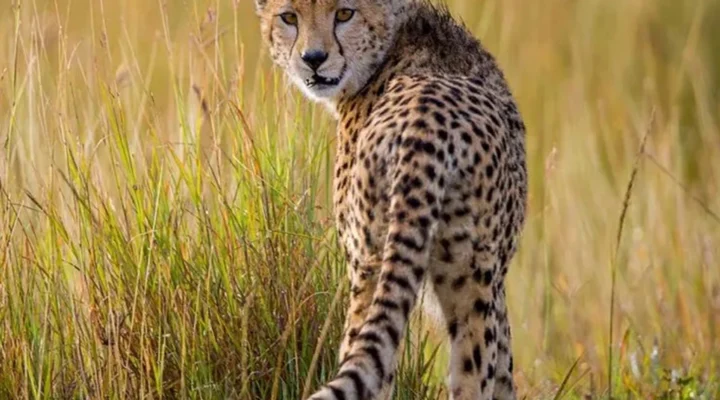 Where Are Cheetahs Found in Uganda?