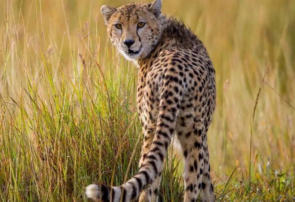 Where Are Cheetahs Found in Uganda?