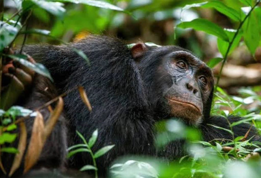 Is Chimpanzee Trekking Worth It?