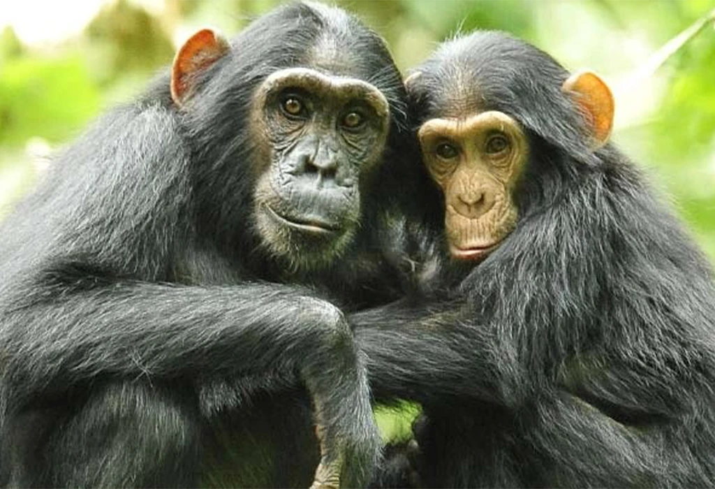 Chimpanzee Trekking Adventures