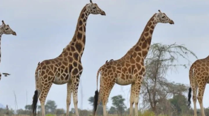 Where to See Giraffes on a Game Drive in Uganda