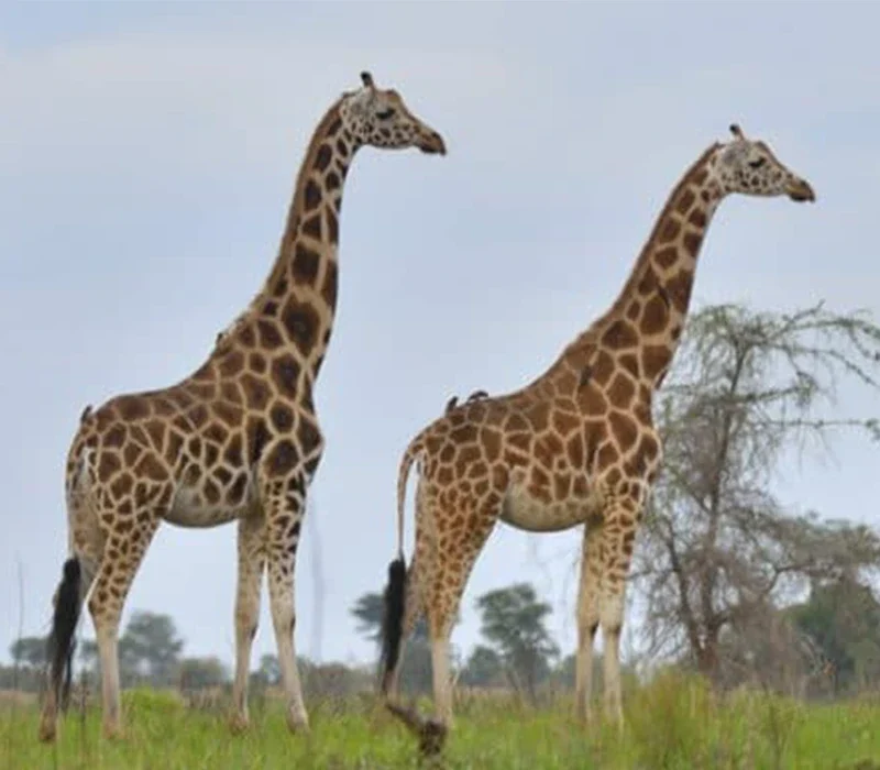 Where to See Giraffes on a Game Drive in Uganda