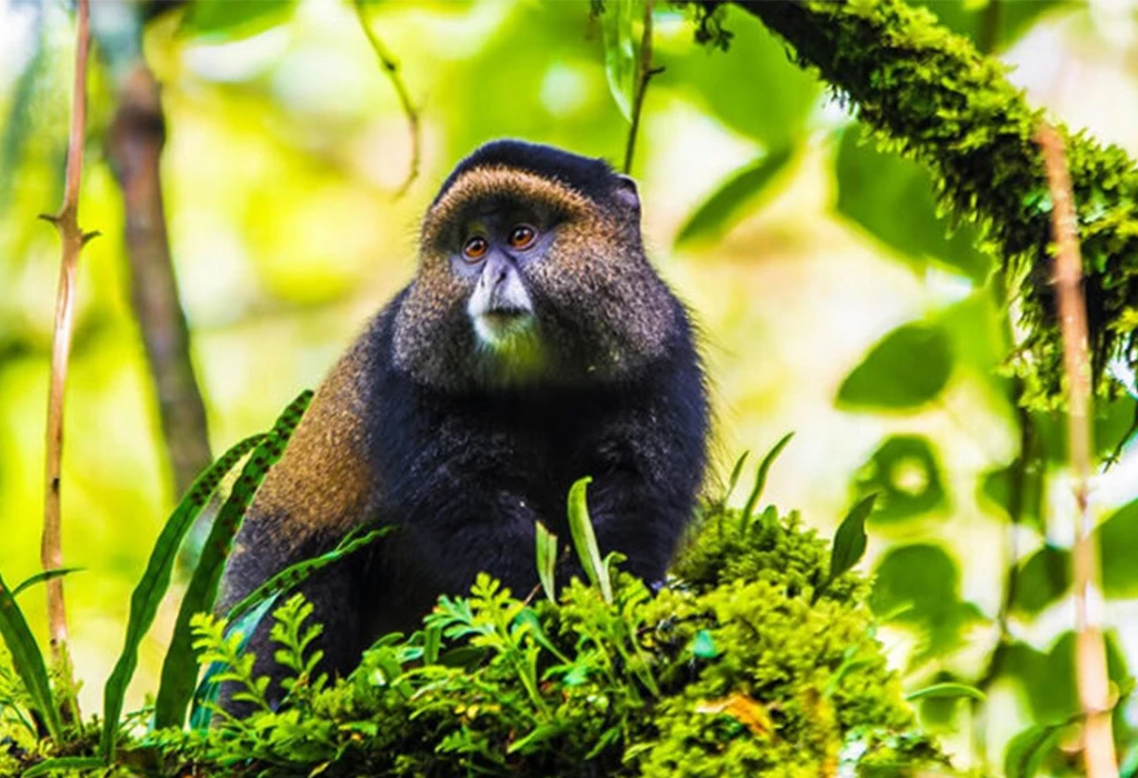 Day 4: Golden Monkey Trekking and Cultural Experience