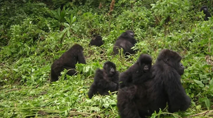 Can I Upgrade to a Gorilla Habituation Experience?