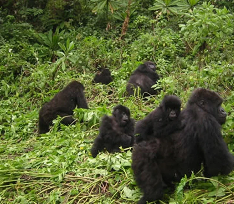 Can I Upgrade to a Gorilla Habituation Experience?
