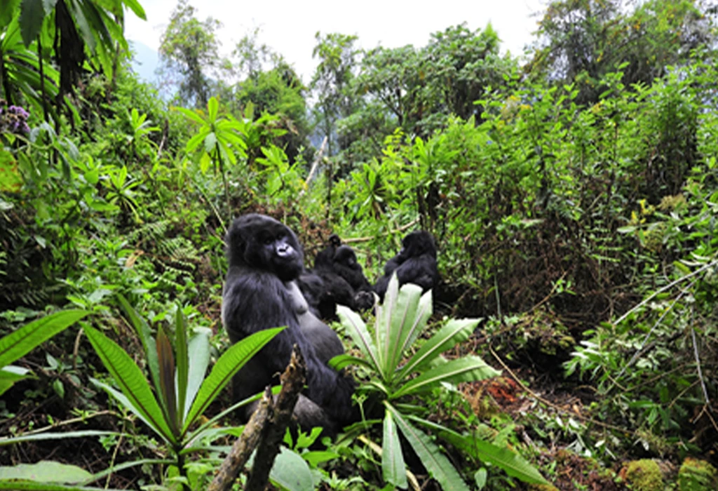 Can I Upgrade to a Gorilla Habituation Experience?
