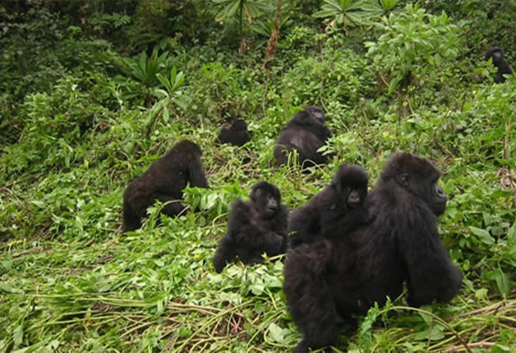 Can I Upgrade to a Gorilla Habituation Experience?