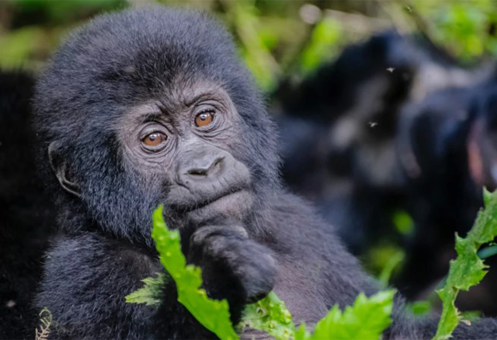 Gorilla Populations and Trekking Opportunities