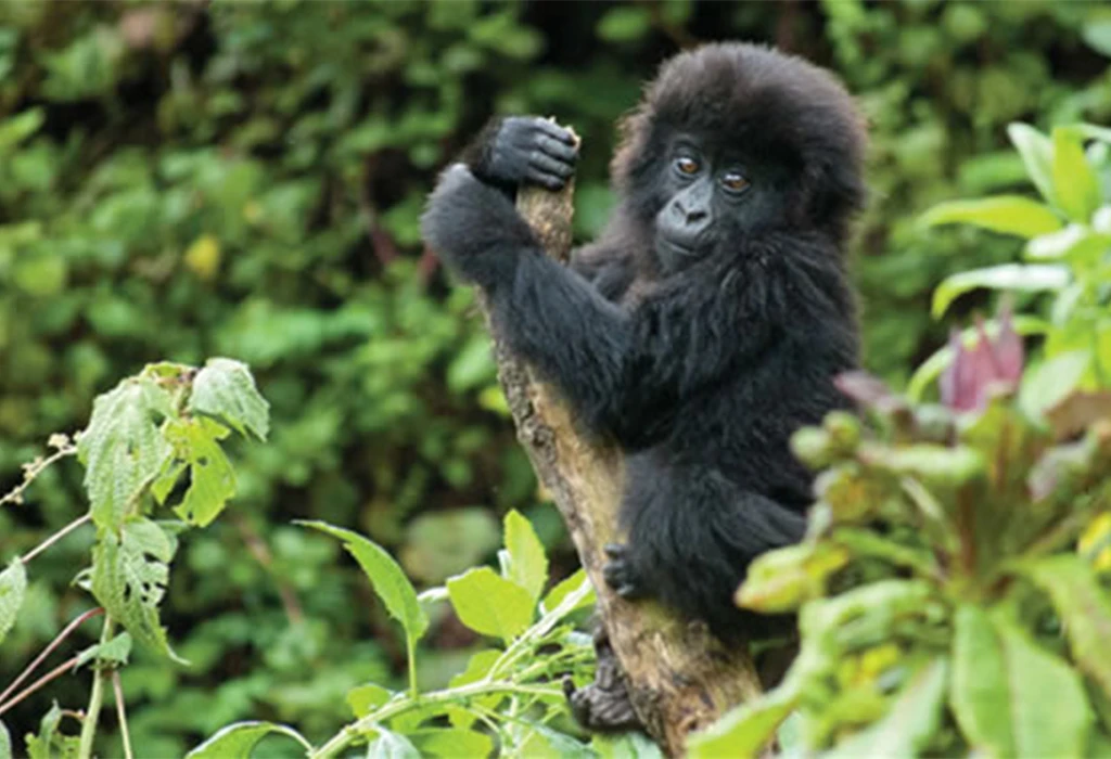 Gorilla Trekking Experience