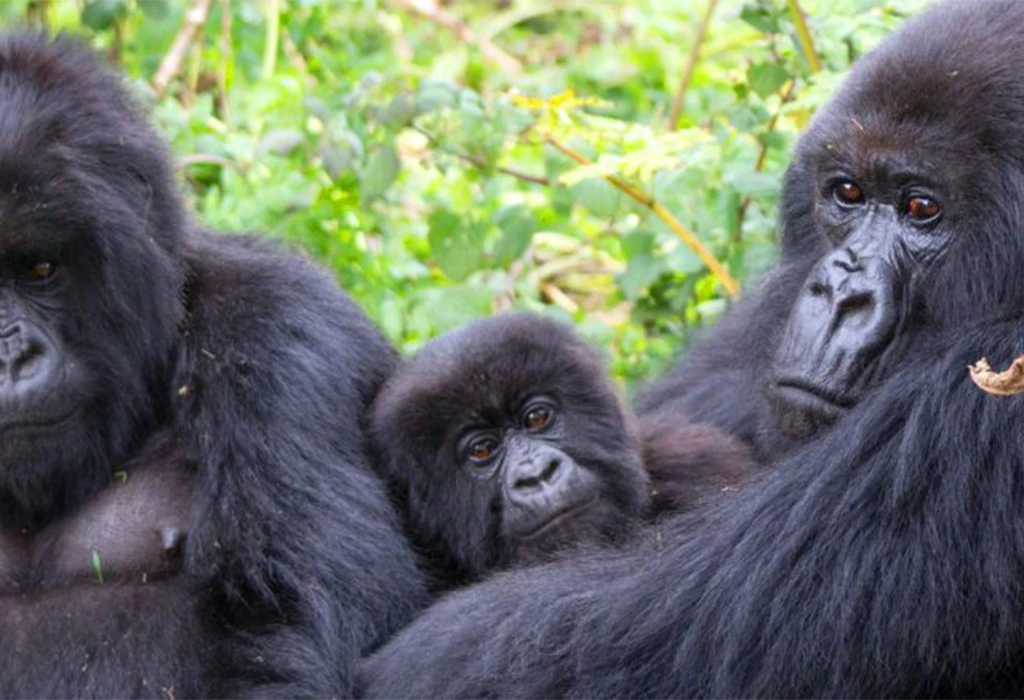 Day 7: Gorilla Trekking in Bwindi Forest
