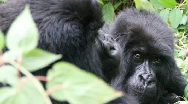 How to Combine Gorilla Trekking with Cultural Safaris