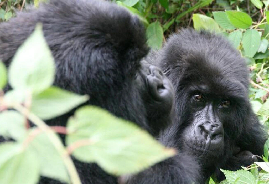 How to Combine Gorilla Trekking with Cultural Safaris
