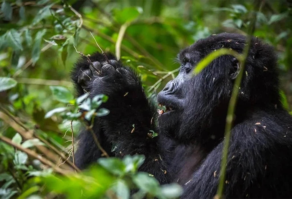 How to Plan a Summer Holiday Gorilla Trek to Uganda