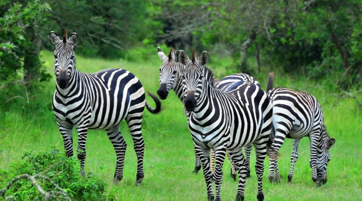 Why Lake Mburo Is Perfect for Short Safaris.