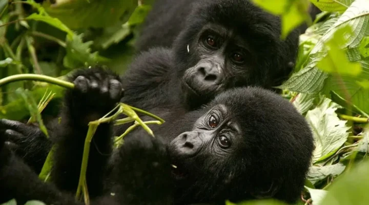 5-Day Luxury Gorilla Habituation and Chimp Trekking Safari