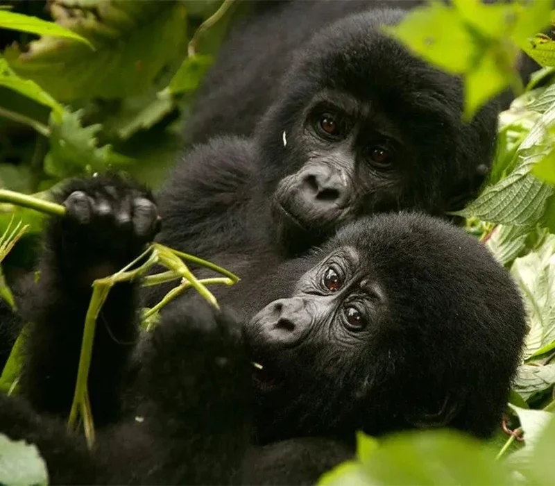 5-Day Luxury Gorilla Habituation and Chimp Trekking Safari