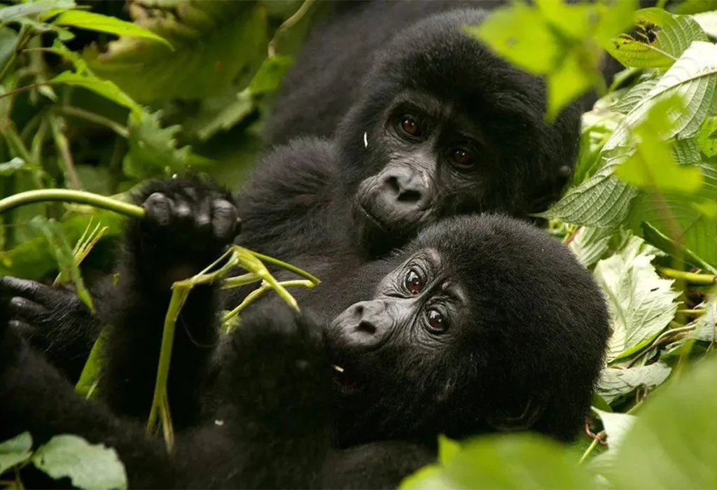 5-Day Luxury Gorilla Habituation and Chimp Trekking Safari