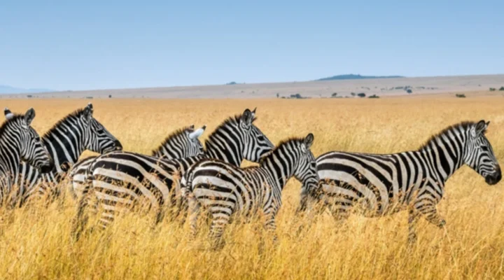 The Ultimate Maasai Mara and Volcanoes National Park Safari