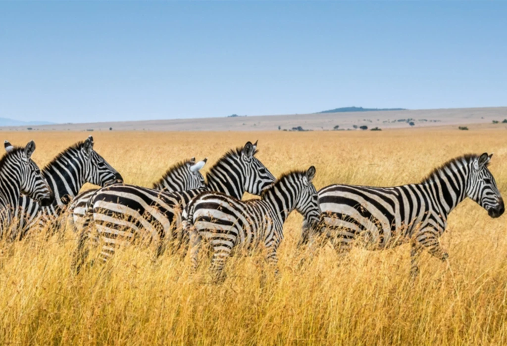 The Ultimate Maasai Mara and Volcanoes National Park Safari
