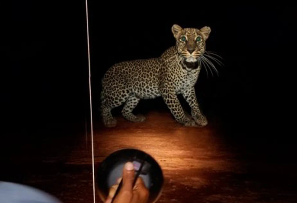 Which Parks Allow Night Game Drives in Uganda?