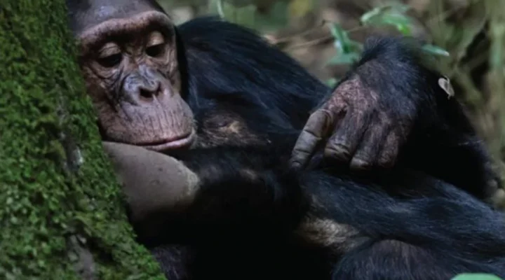 Compare Nyungwe and Kibale Chimpanzee Trekking.