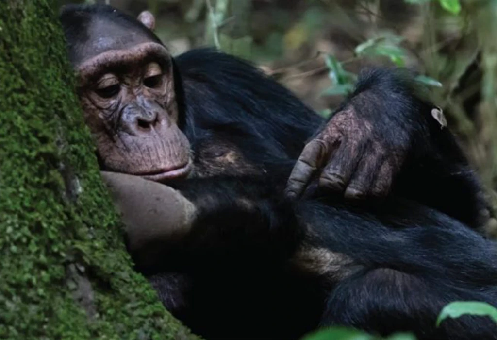 Compare Nyungwe and Kibale Chimpanzee Trekking.