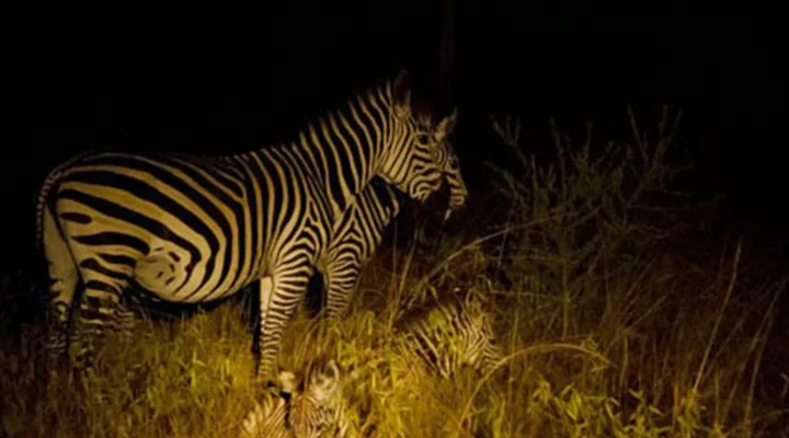 Which Parks Allow Night Game Drives in Uganda?